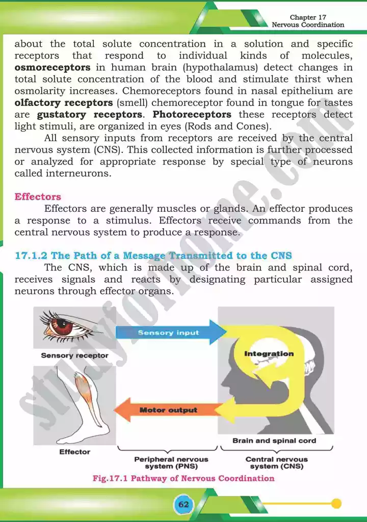chapter 17 nervous coordination biology 12th text book 03