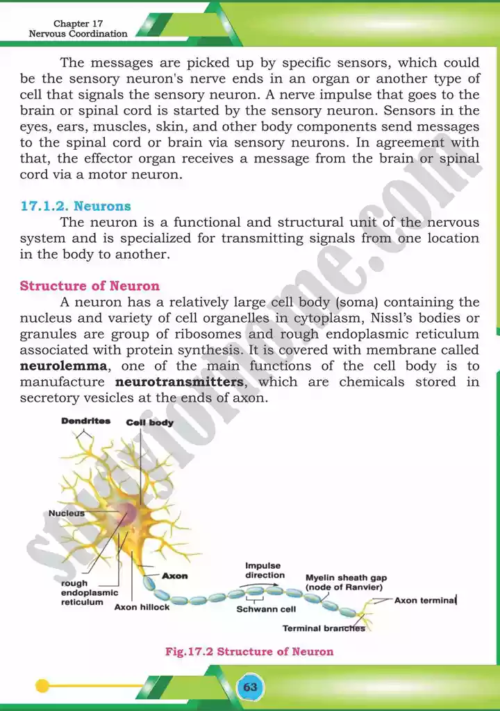 chapter 17 nervous coordination biology 12th text book 04