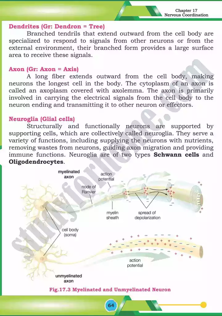 chapter 17 nervous coordination biology 12th text book 05