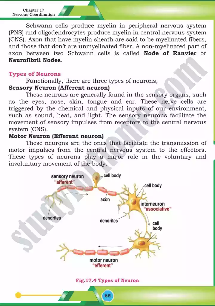 chapter 17 nervous coordination biology 12th text book 06