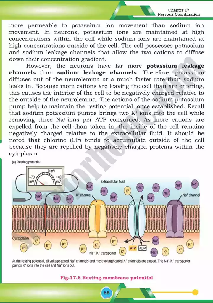 chapter 17 nervous coordination biology 12th text book 09