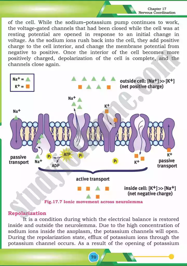 chapter 17 nervous coordination biology 12th text book 11