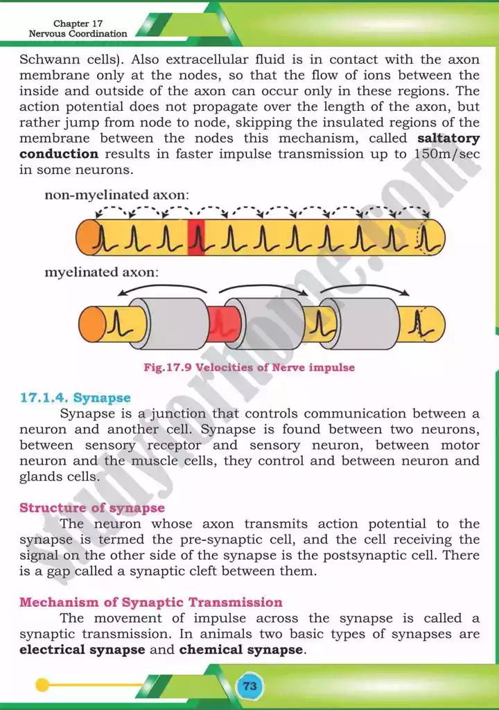 chapter 17 nervous coordination biology 12th text book 14