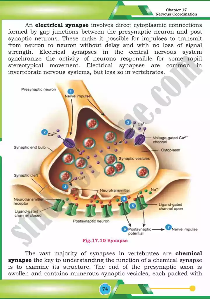 chapter 17 nervous coordination biology 12th text book 15