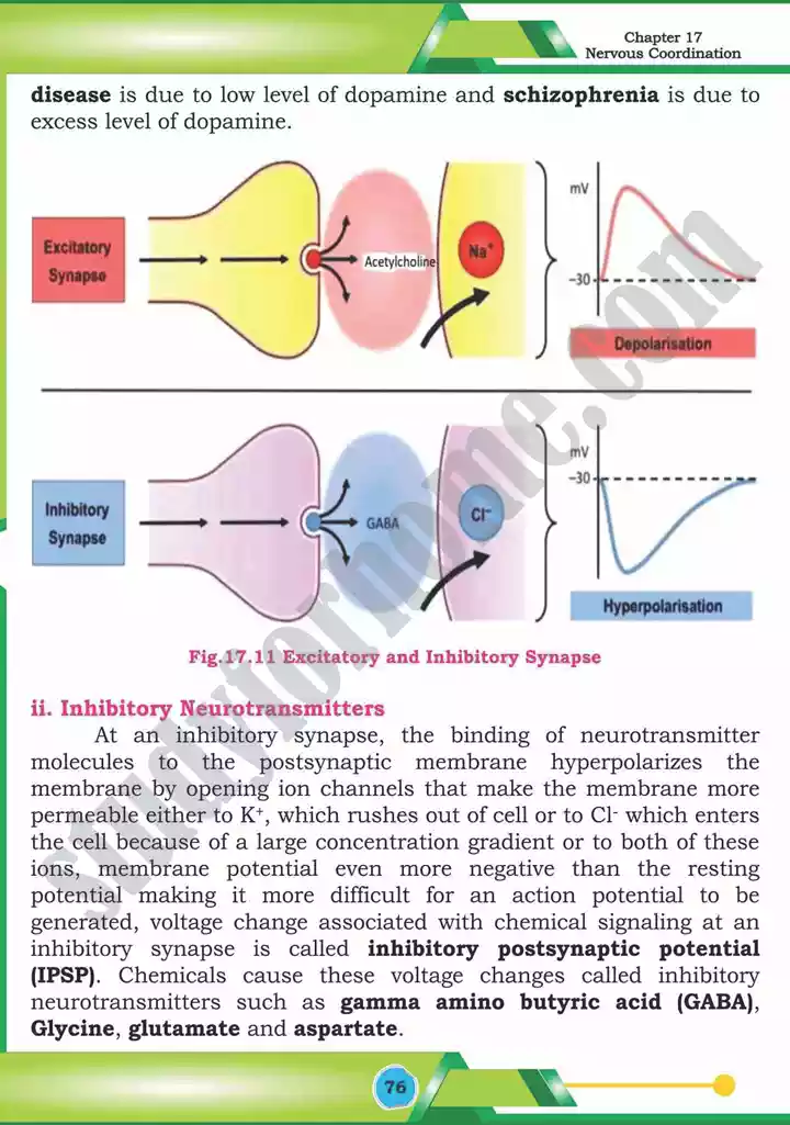 chapter 17 nervous coordination biology 12th text book 17