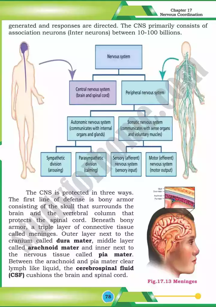 chapter 17 nervous coordination biology 12th text book 19