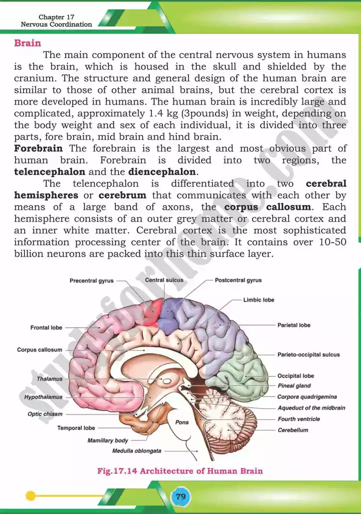 chapter 17 nervous coordination biology 12th text book 20
