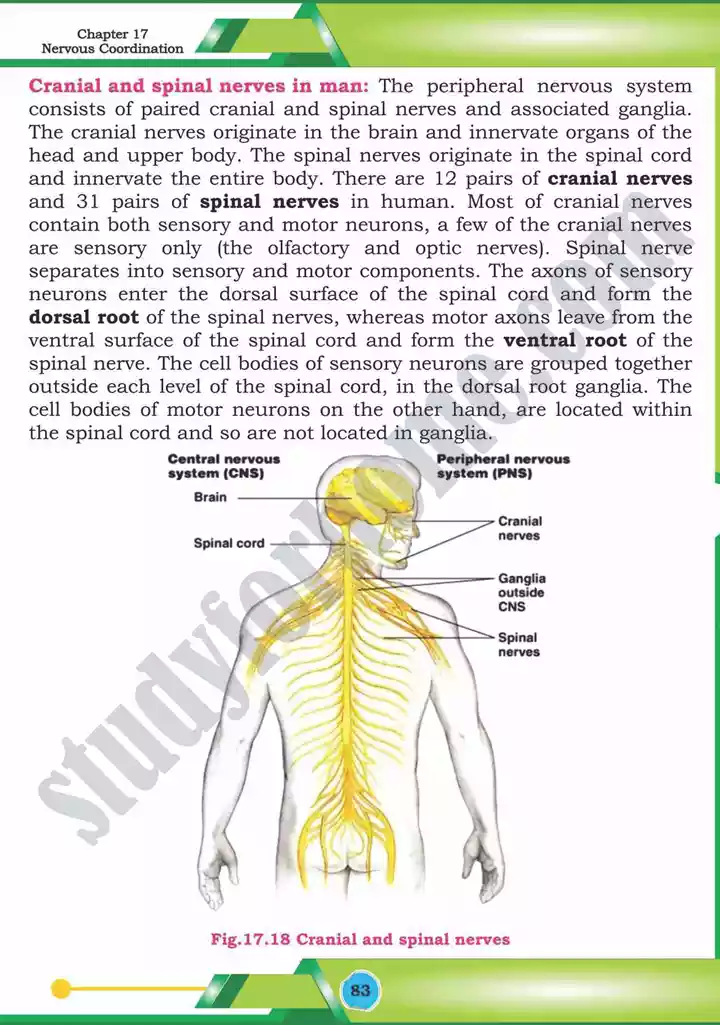 chapter 17 nervous coordination biology 12th text book 24