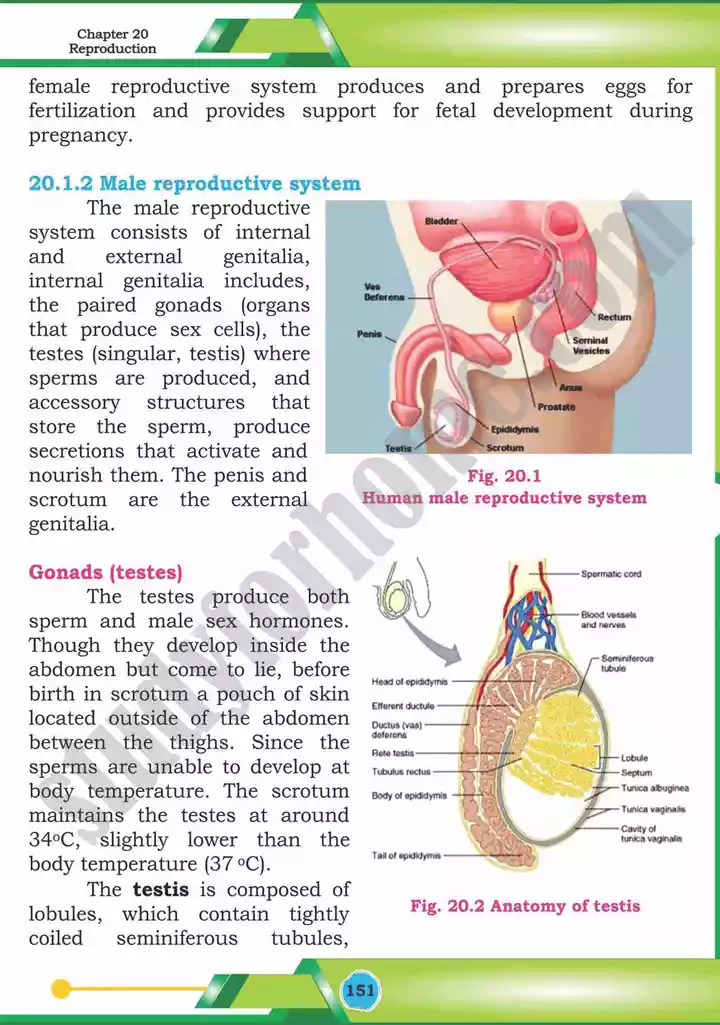 chapter 20 reproduction biology 12th text book 03