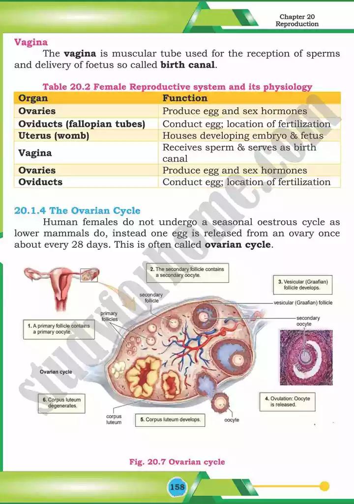 chapter 20 reproduction biology 12th text book 10