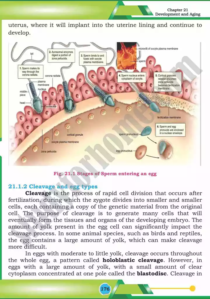 chapter 21 development and aging biology 12th text book 03