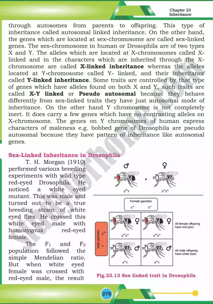 chapter 23 inheritance biology 12th text book 31