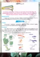 bacteria-and-protozoa-study-practical-activity-1-biology-class-9th