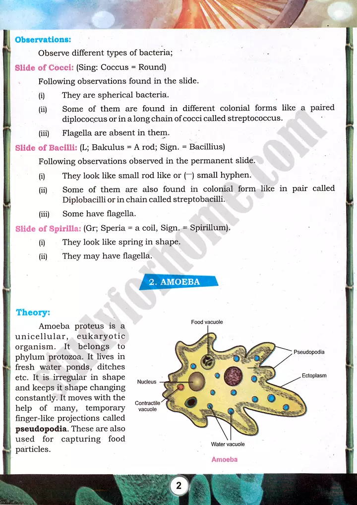 bacteria and protozoa study practical activity 1 biology class 9th 02