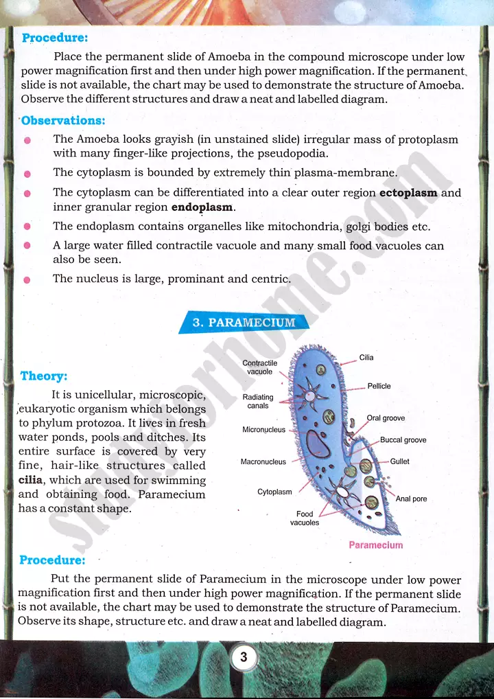 bacteria and protozoa study practical activity 1 biology class 9th 03