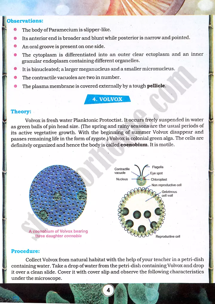 bacteria and protozoa study practical activity 1 biology class 9th 04