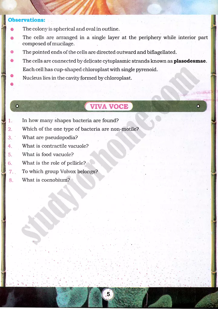 bacteria and protozoa study practical activity 1 biology class 9th 05