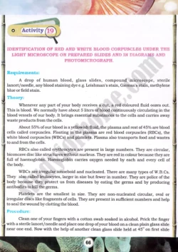 blood-cell-identification-practical-activity-19-biology-class-9th