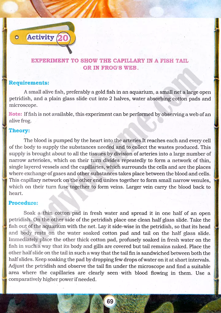 capillary-experiment-practical-activity-20-biology-class-9th