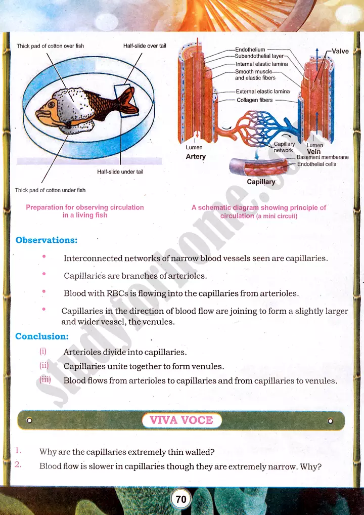 capillary experiment practical activity 20 biology class 9th 02