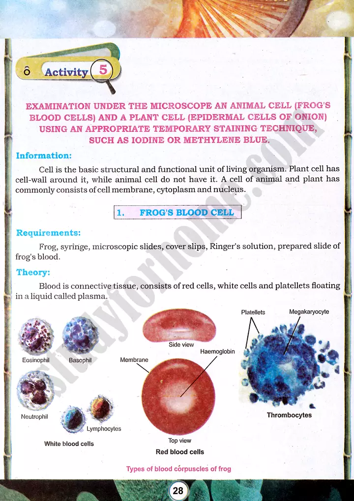 cell-examination-practical-activity-5-biology-class-9th