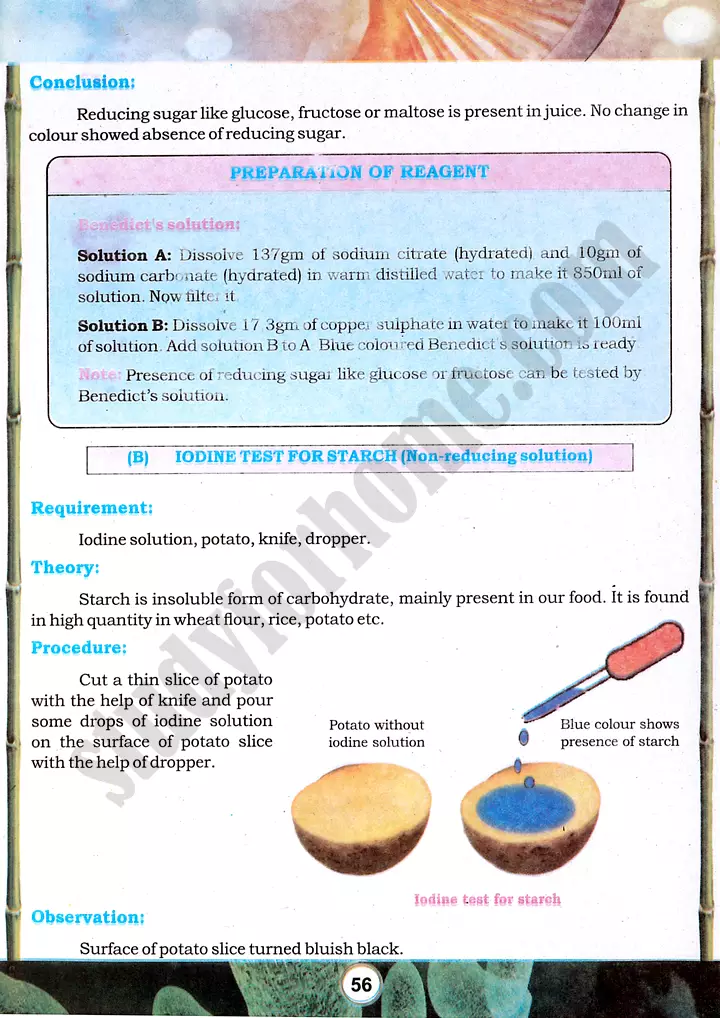 food tests practical activity 14 biology class 9th 02
