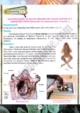 frog-dissection-practical-activity-3-biology-class-9th