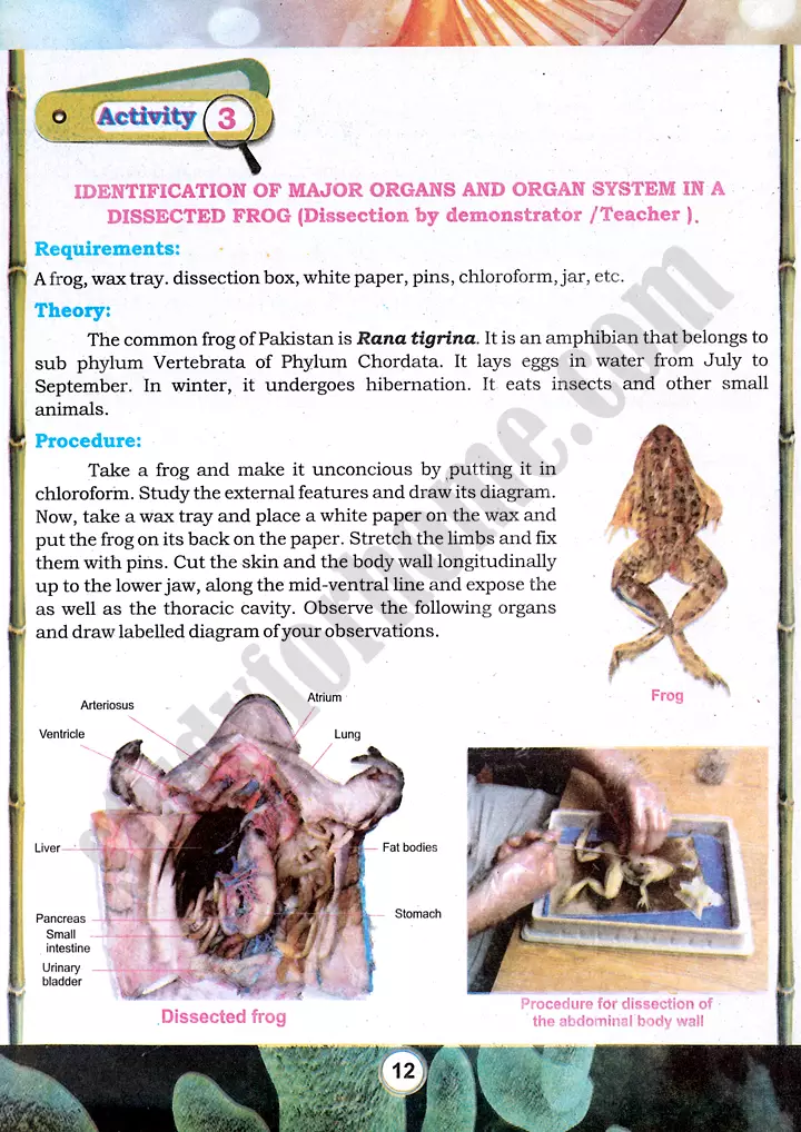 frog dissection practical activity 3 biology class 9th 01