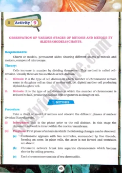 mitosis-and-meiosis-observation-practical-activity-9-biology-class-9th
