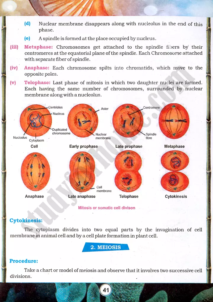 mitosis and meiosis observation practical activity 9 biology class 9th 02