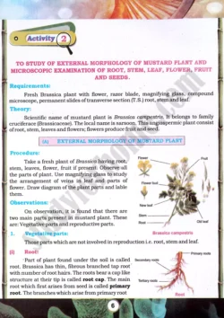 mustard-plant-morphology-practical-activity-2-biology-class-9th
