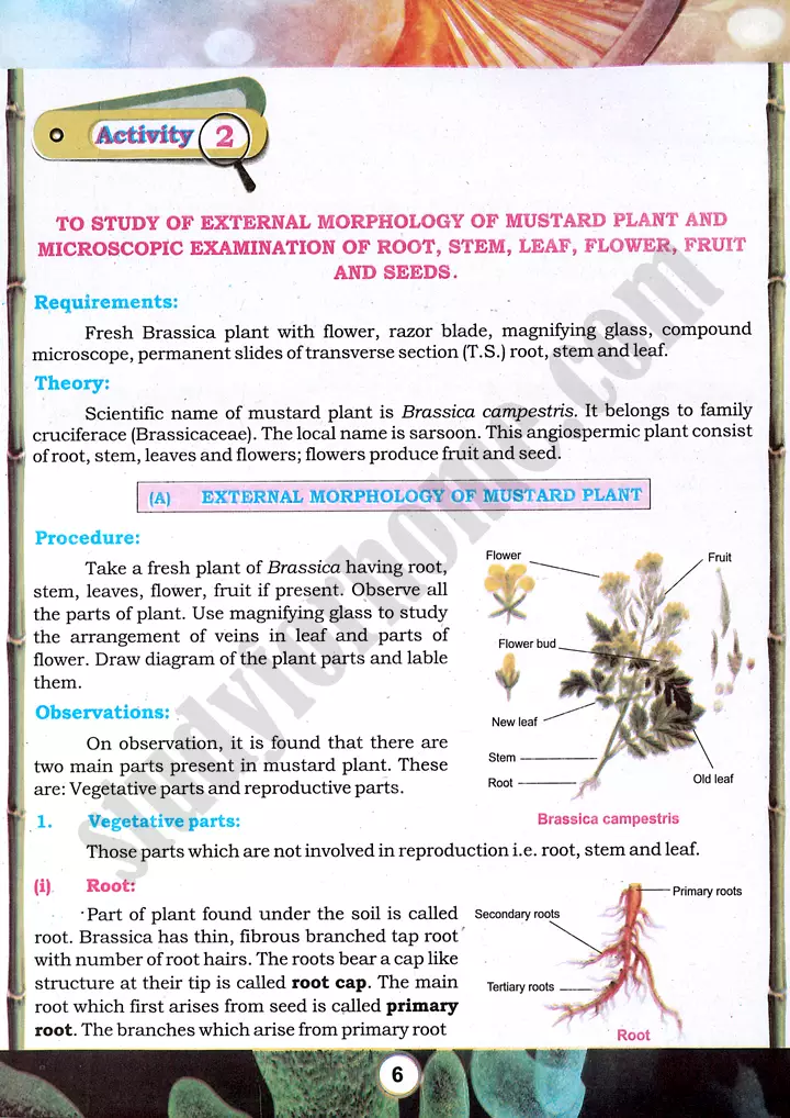 mustard-plant-morphology-practical-activity-2-biology-class-9th