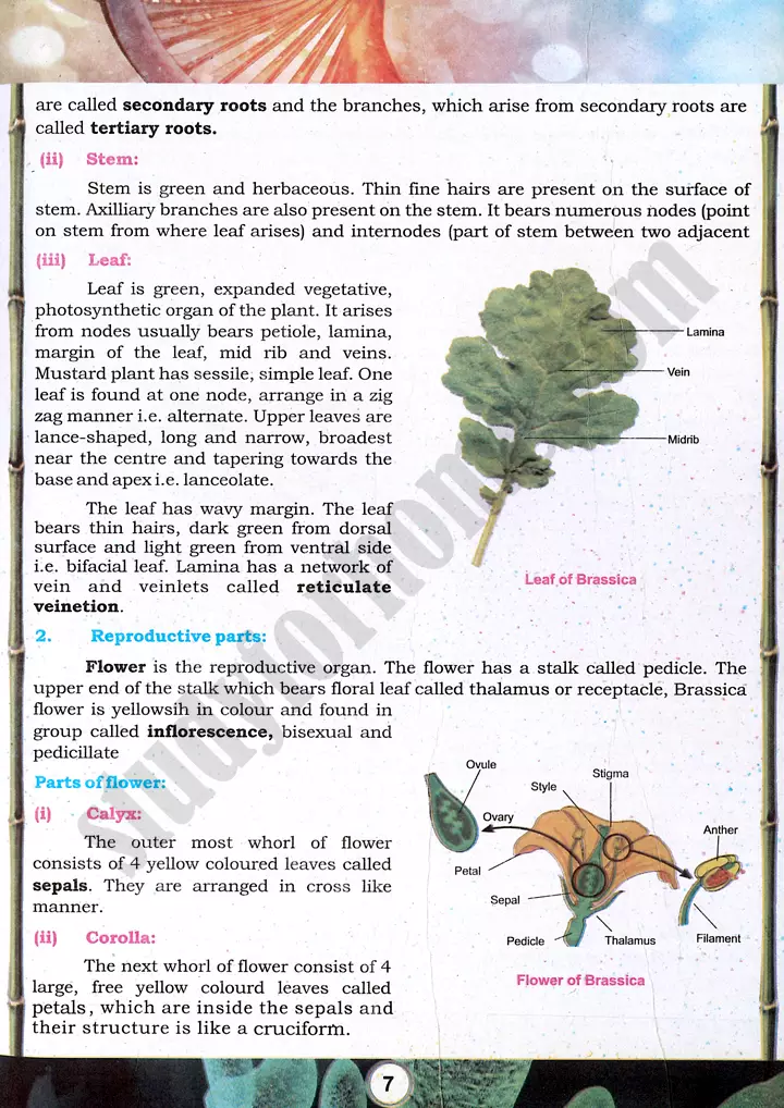 mustard plant morphology practical activity 2 biology class 9th 02