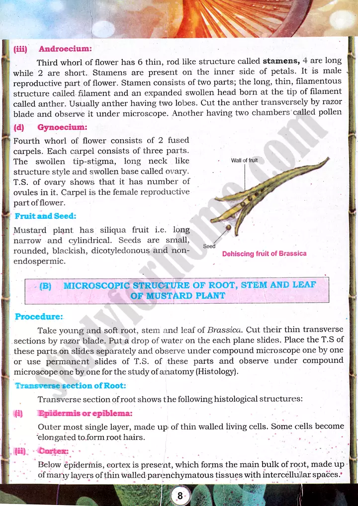 mustard plant morphology practical activity 2 biology class 9th 03
