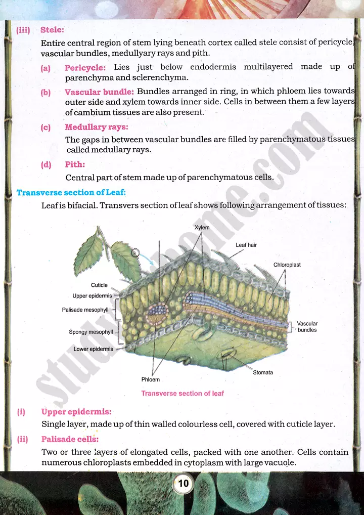 mustard plant morphology practical activity 2 biology class 9th 05