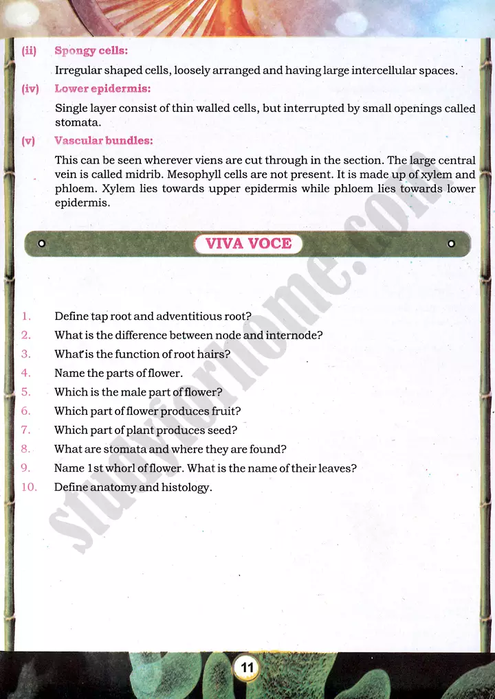 mustard plant morphology practical activity 2 biology class 9th 06