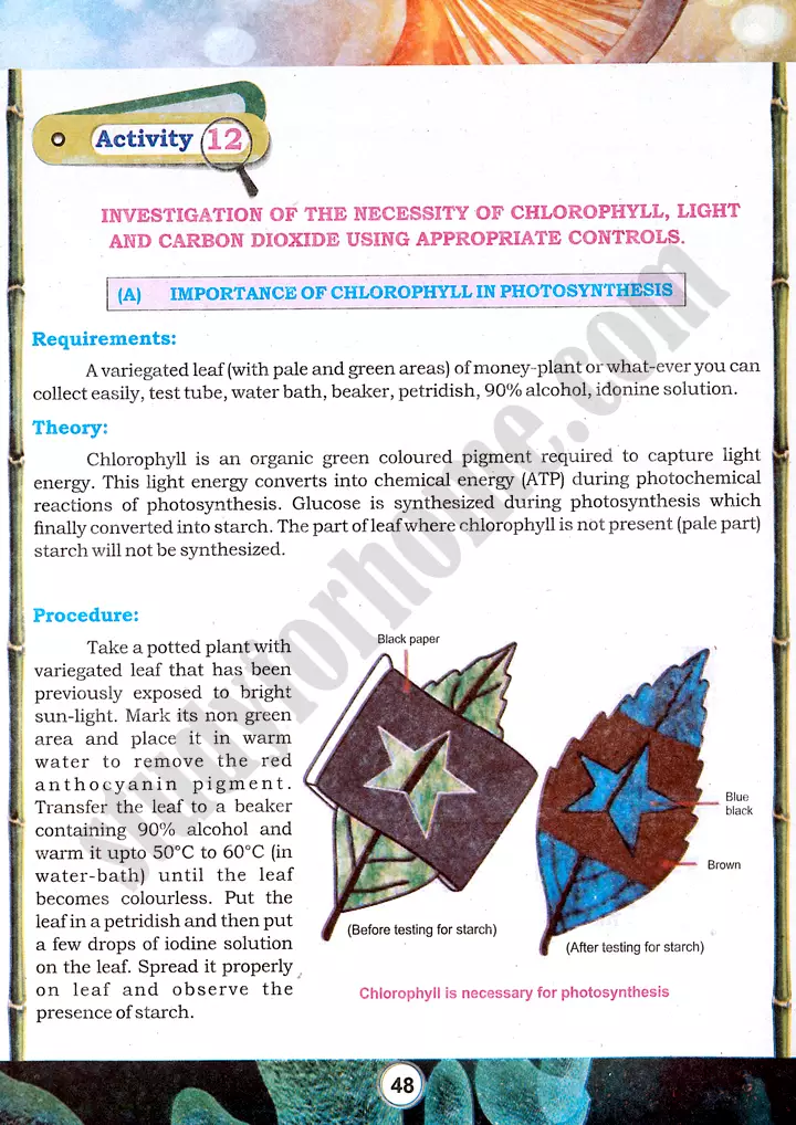 photosynthesis-factors-investigation-practical-activity-12-biology-class-9th