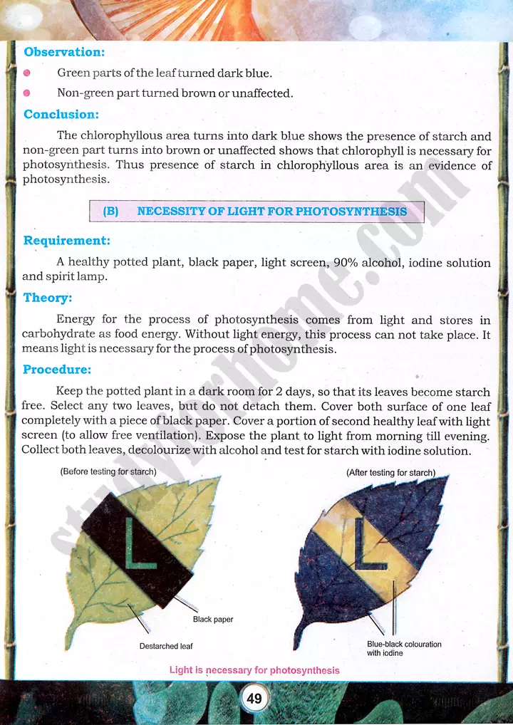 photosynthesis factors investigation practical activity 12 biology class 9th 02