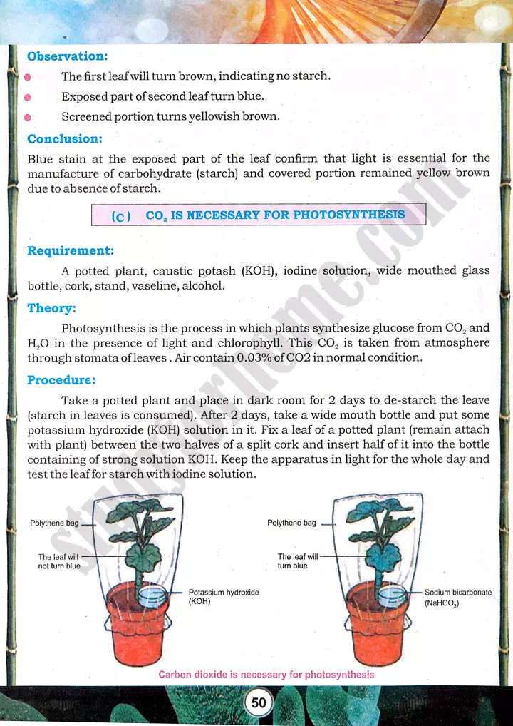 photosynthesis factors investigation practical activity 12 biology class 9th 03