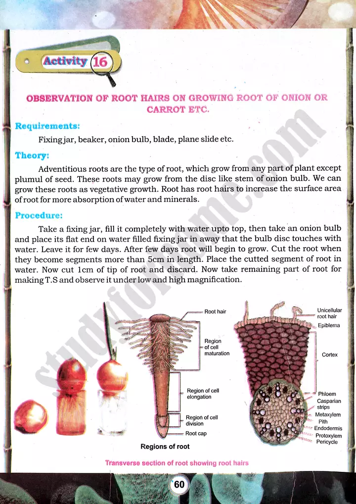 root hair observation practical activity 16 biology class 9th 01