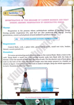 seed-respiration-investigation-practical-activity-13-biology-class-9th