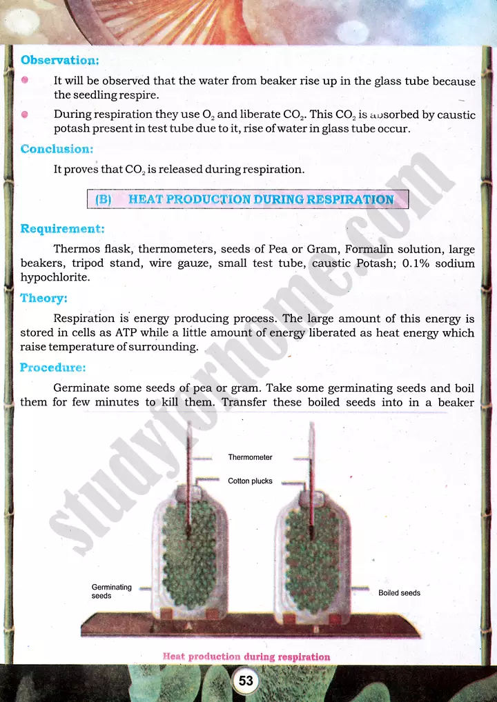 seed respiration investigation practical activity 13 biology class 9th 02