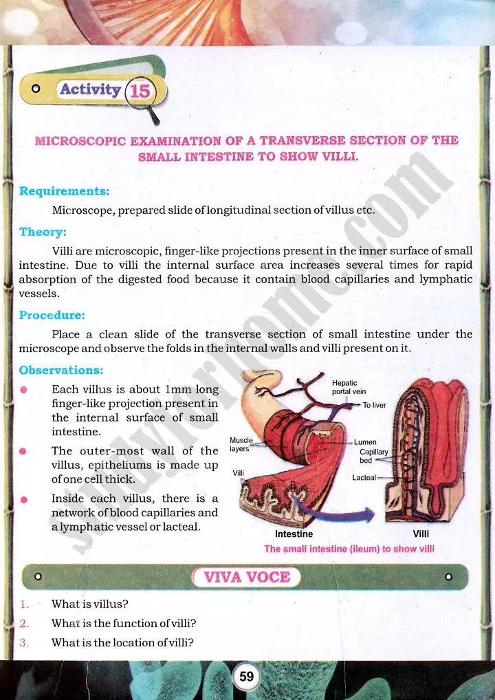 small-intestine-villi-observation-practical-activity-15-biology-class-9th
