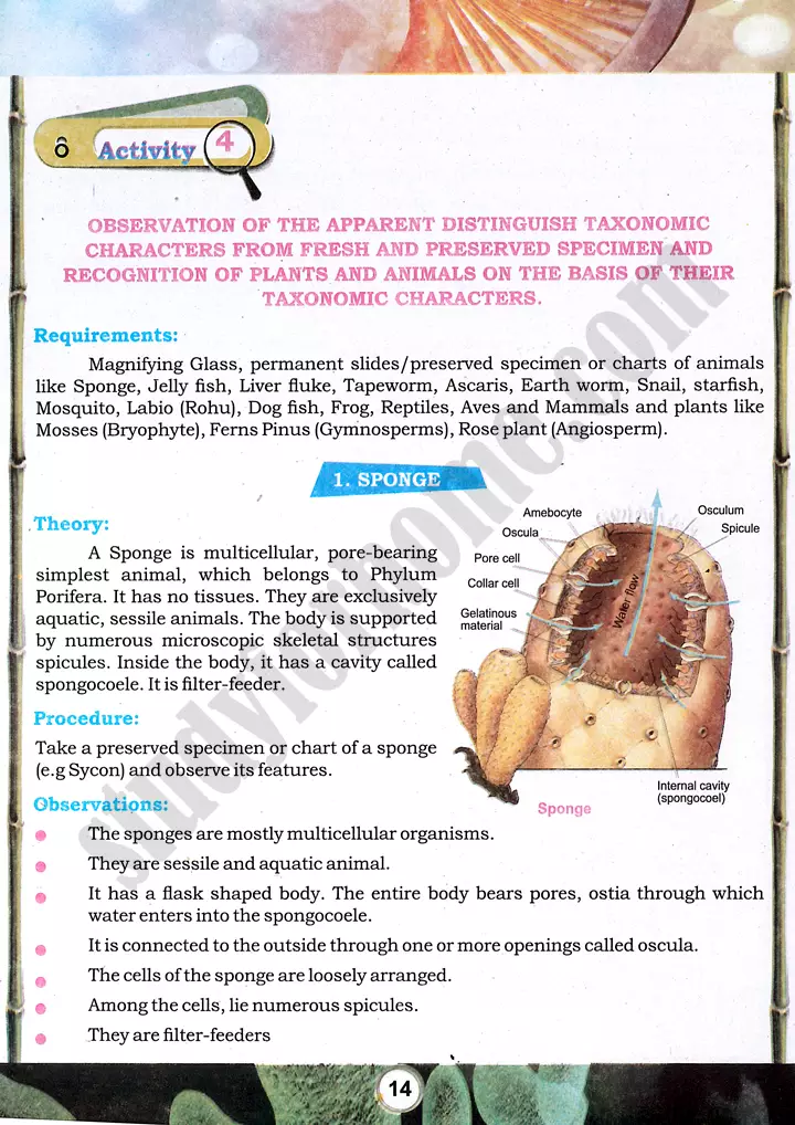 taxonomic character observation practical activity 4 biology class 9th 01