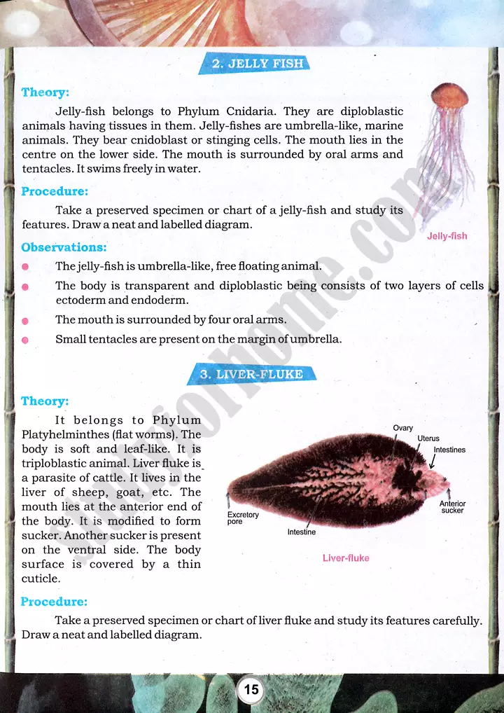taxonomic character observation practical activity 4 biology class 9th 02