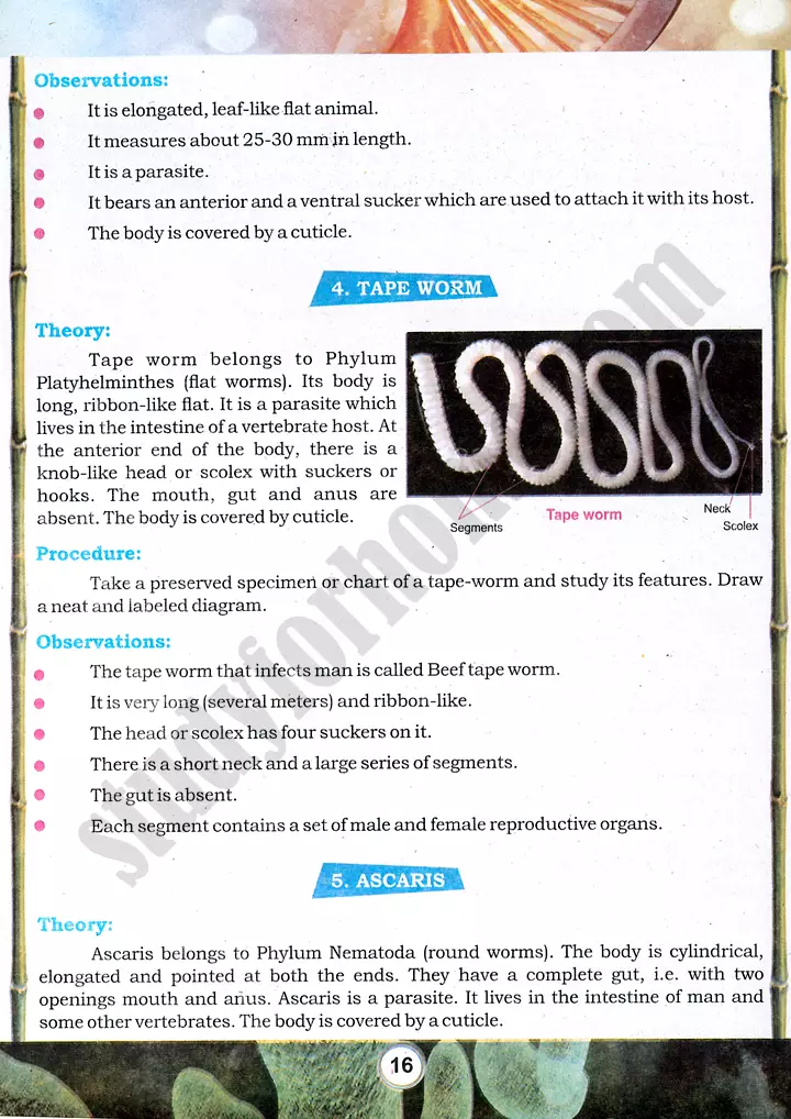 taxonomic character observation practical activity 4 biology class 9th 03