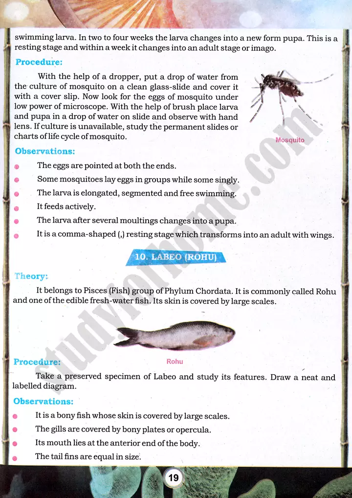 taxonomic character observation practical activity 4 biology class 9th 06