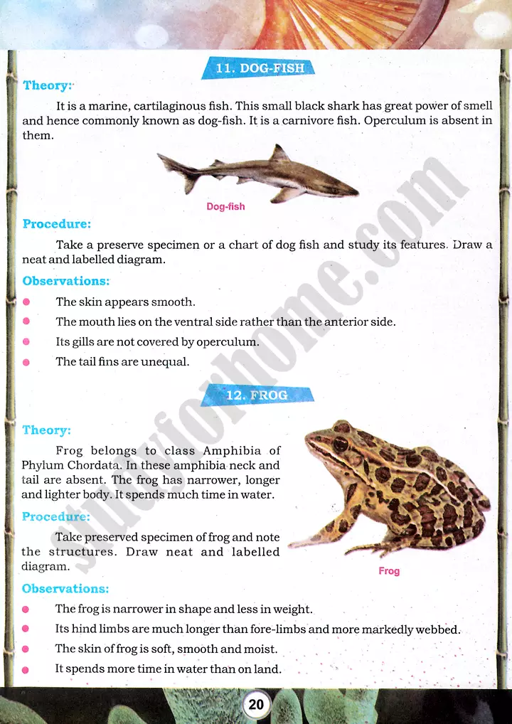 taxonomic character observation practical activity 4 biology class 9th 07