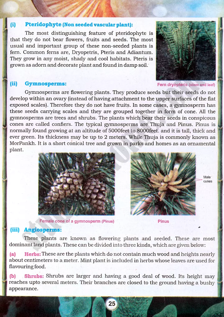 taxonomic character observation practical activity 4 biology class 9th 12