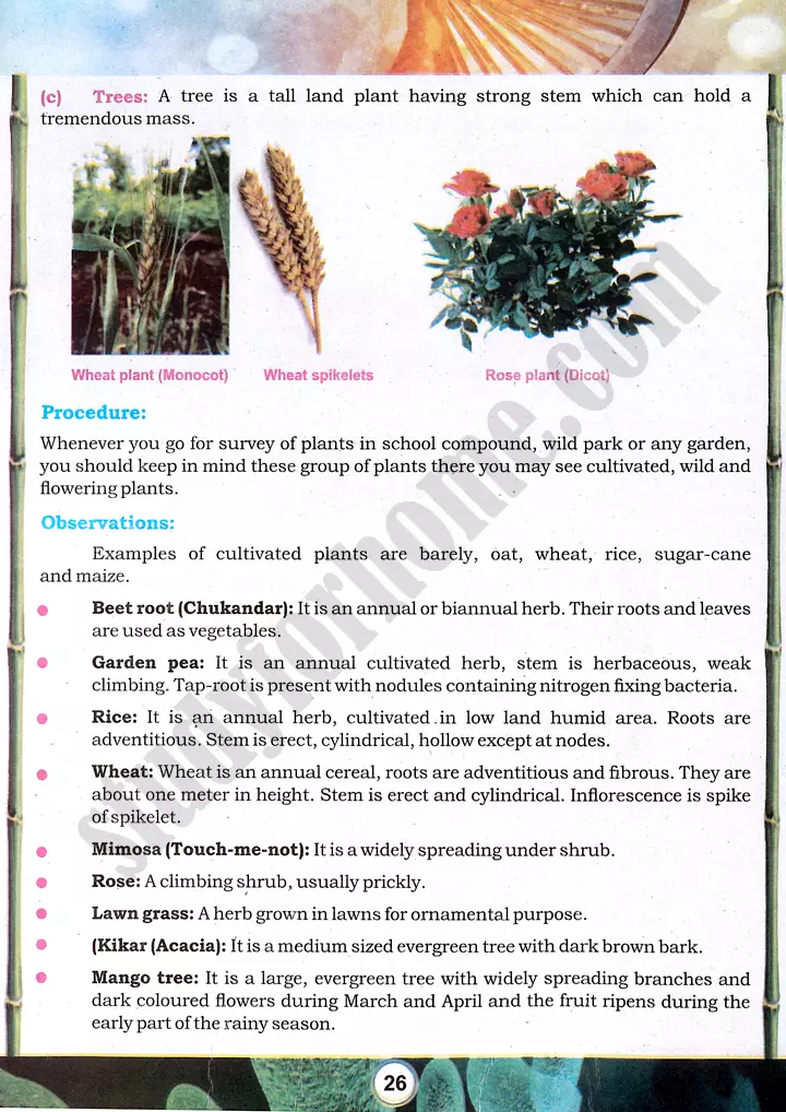 taxonomic character observation practical activity 4 biology class 9th 13